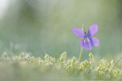 2015-04-21/torr penn
torr penn [Fleurs]
