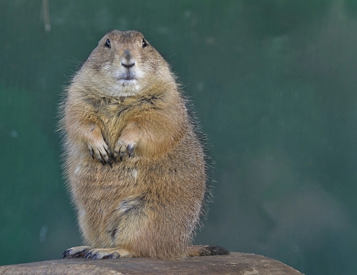 2014-03-11 / phoenix1366
phoenix1366 [Zoo & parc animaliers]
