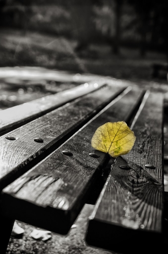 2013-12-03 / olilignan
olilignan [Noir et Blanc, Sepia et desaturation partielle]
