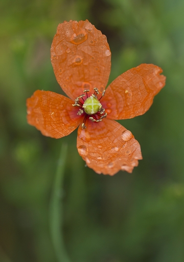 2014-04-23 / phoenix1366
phoenix1366 [Fleurs]
