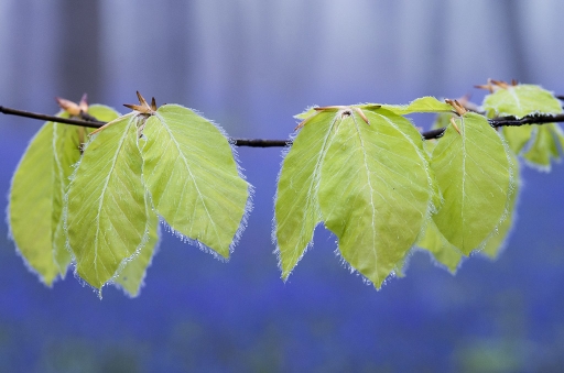 2014-04-30 / elficologue
elficologue "chaque annee "mon bois" est en bleu"
