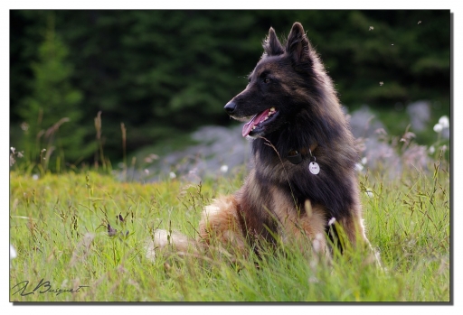 2014-08-05 / jldag
jldag [Animaux de compagnie]
