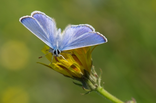 2014-08-08 / neosilencers
neosilencers [Macro et proxi-photo]
