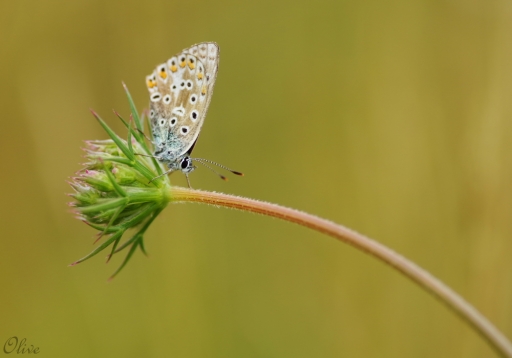 2014-08-13 / olive76
olive76 [macro et proxi-photo]
