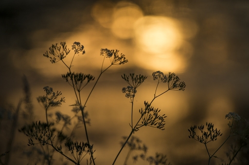 2014-09-10/elficologue
elficologue [Arbres/Forets/Vegetation]
