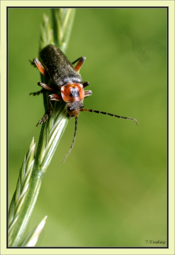 2014-06-11/kbg
kbg [Macro et proxi-photo]
