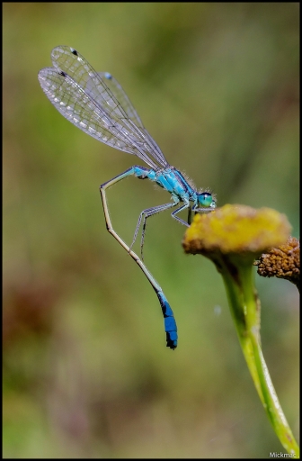 2015-01-28 / Mickmac
Mickmac [Macro et proxi-photo]
