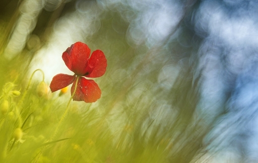 2015-03-31 /olilignan
olilignan [Fleurs]
