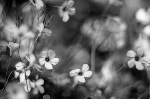 2015-05-05 / Souris
Souris [Noir et Blanc, Sepia et desaturation partielle]
