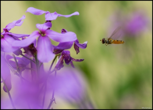 2015-06-09 / Mickmac
Mickmac [Macro et proxi-photo]
