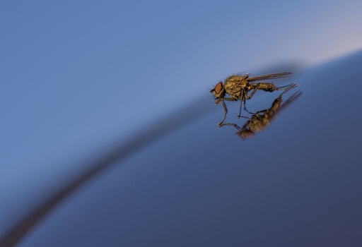 2015-09-30/Mickmac
Mickmac [Macro et proxiphotographie nature]
