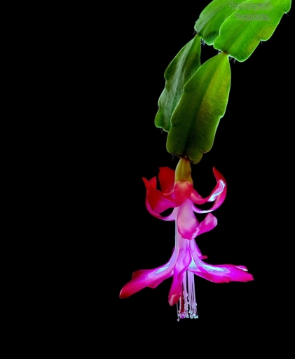 2016-02-03 / OursDePyrene
OursDePyrene [Flore et Botanique]
