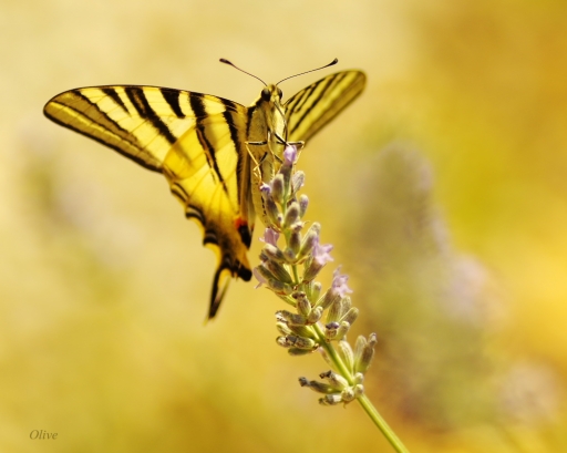 2016-03-23/olive76
olive76 [Macro et proxiphotographie nature]
