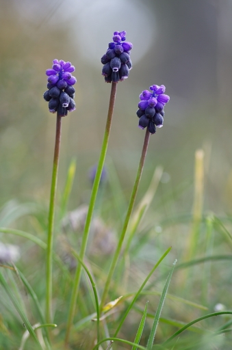 2016-03-30/Netgabe
Netgabe  "Debut de Printemps dans les Alpilles"
