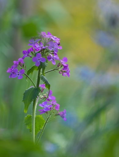 2016-04-17/olilignan
olilignan "Fleurs de saison"
