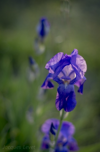 2016-05-04/Pech_les oies
Pech_les oies [Flore et Botanique]

