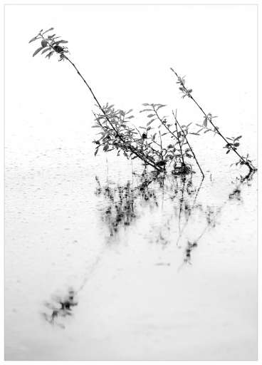 2016-06-14 / Mickmac
Mickmac [Flore et Botanique]
