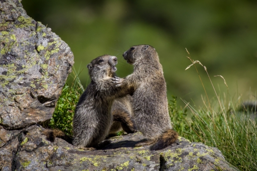 2016-08-16 / Ludovic
Ludovic "Refuge d'En Beys - Forges d'Orlu - Jour (2)"
