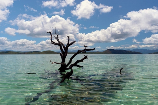 2022-07-13/kanaky
kanaky [Paysages et éléments naturels]
