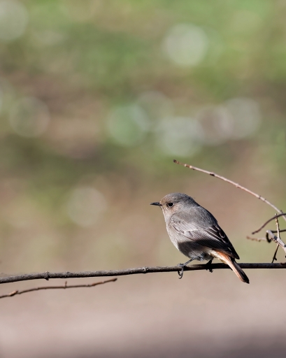 2017-02-08/Gedeon
Gedeon [Faune sauvage]
