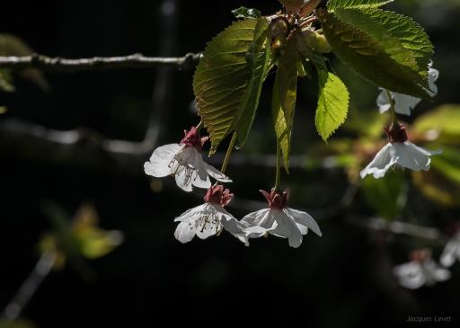 2017-04-05/Pech_les oies
Pech_les oies [Flore et Botanique]
