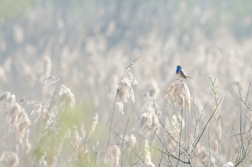 2017-04-19/elficologue
elficologue [Faune sauvage]
