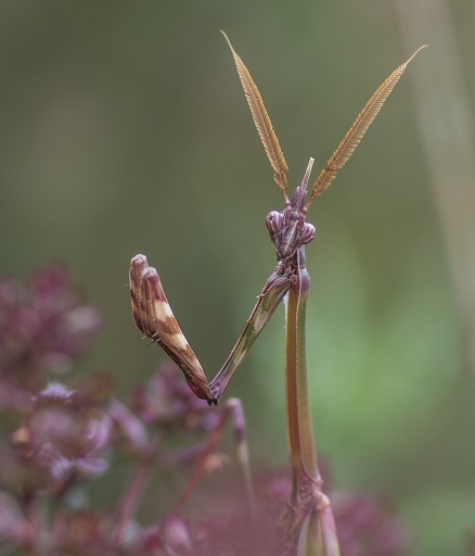 2017-05-02/SPentaxQR
SPentaxQR [Macro et proxiphotographie nature]
