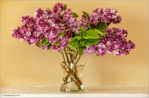 2017-05-24/Overdoz
Overdoz [Natures mortes, photos d'objets] 
