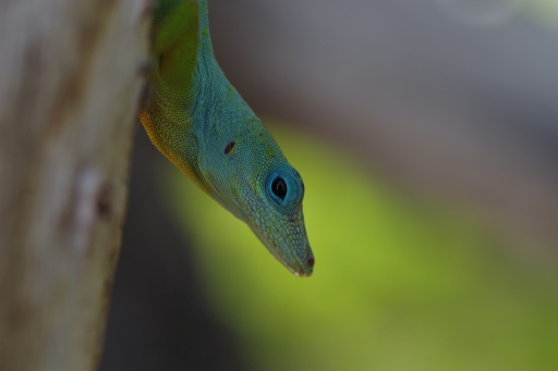 2017-05-30/Cyril
Cyril  [Macro et proxiphotographie nature]
