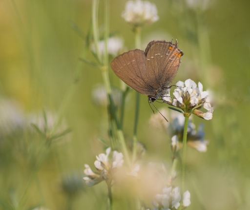 2017-05-31/olilignan
olilignan "Rencontre Macro et Proxy 2017 les photos"
