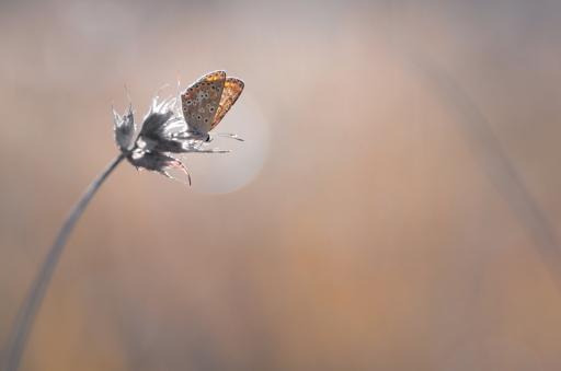2017-11-08/donlope01
donlope01[Macro et proxiphotographie nature]

