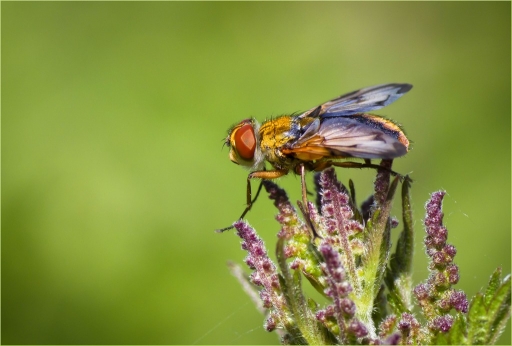 2015-06-17 / FreD69
FreD69 [Macro et proxi-photo]
