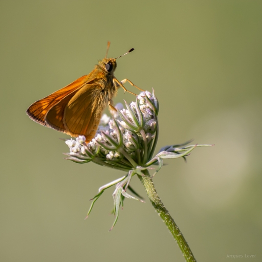 2018-07-18/ Pech_les oies
Pech_les oies [Macro et proxiphotographie nature]
