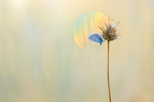 2018-07-19/donlope01
donlope01 / [Macro et proxiphotographie nature]
