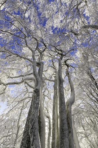 2018-12-19/ducatst2
ducatst2  [Paysages et elements naturels]
