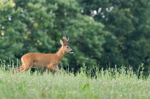 2018-12-29/loustic29
loustic29 [Faune sauvage] 
