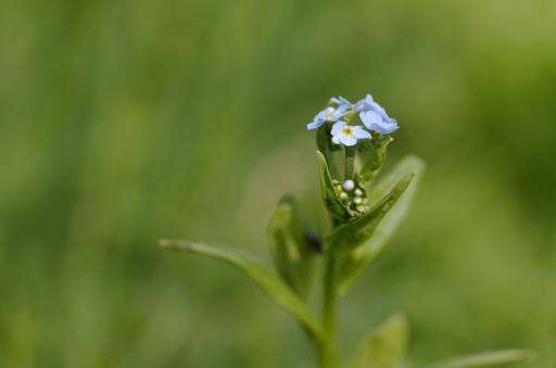 2019-01-15/charlysouho
charlysouho  [Flore et Botanique]
