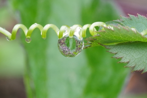 2019-05-19/Ph07
Ph07 [Flore et Botanique]
