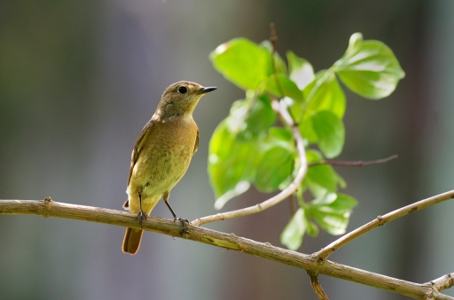 2019-06-05/Mitoufle
Mitoufle   "Rougequeue a front blanc "
