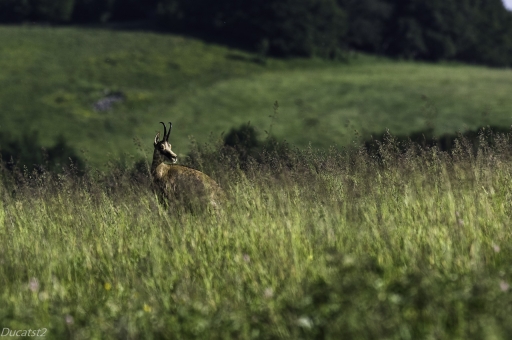 2019-06-19/ducatst2
ducatst2 [Faune sauvage]
