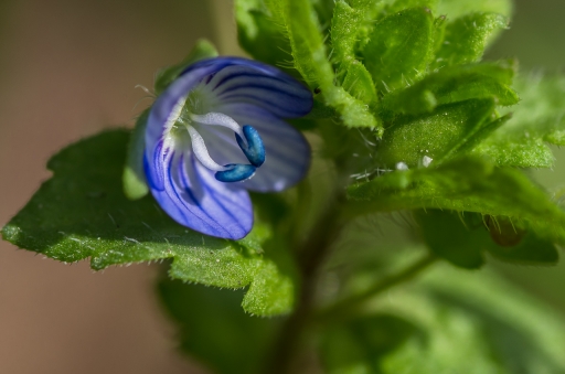 2019-08-16/LeBernard
LeBernard  [Flore et Botanique]
