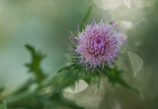 2015-07-01/phoenix1366
phoenix1366 [Fleurs]
