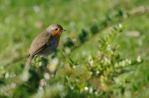 2020-01-15/charlysouho
charlysouho [faune sauvage]
