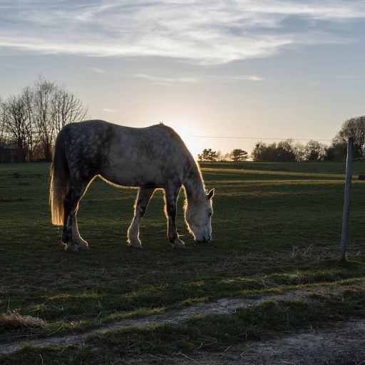 2020-03-25/ j_c
j_c    [Animaux domestiques ou captifs]
