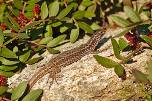 2020-04-01/theraps70
theraps70 [Faune sauvage]
