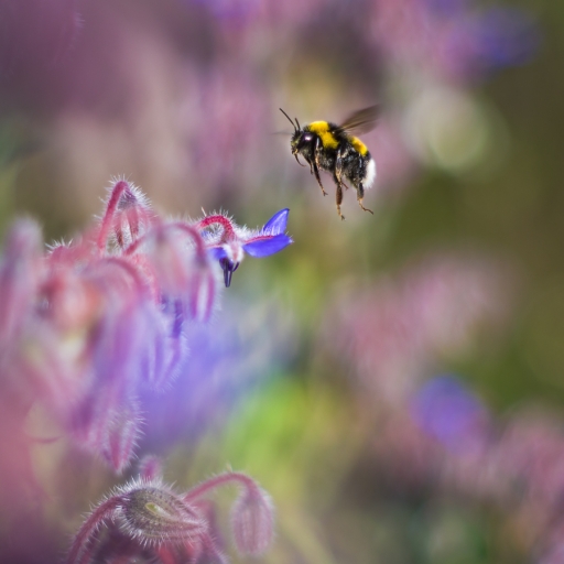 2020-04-08/olilignan
olilignan [Macro et proxiphotographie nature]
