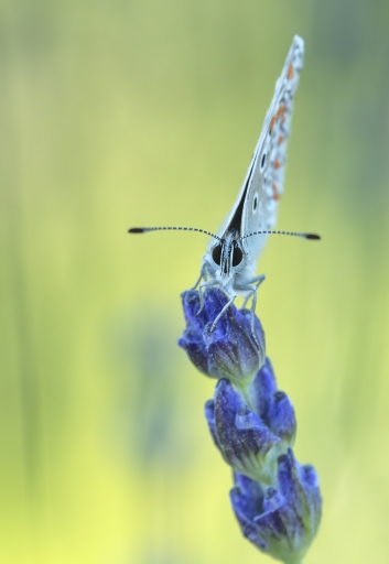 2022-06-22/dedales
dedales [Macro et proxiphotographie nature]
