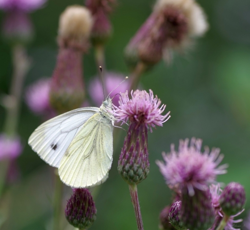 2020-07-08/pilote14
pilote14 [Macro et proxiphotographie nature]
