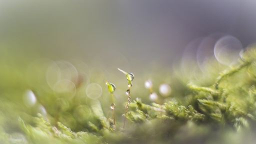 2020-12-23/ Opus21
Opus21 [Macro et proxiphotographie nature]
