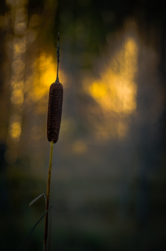 2013-11-13 / cochise84
cochise84 [Fleurs]

